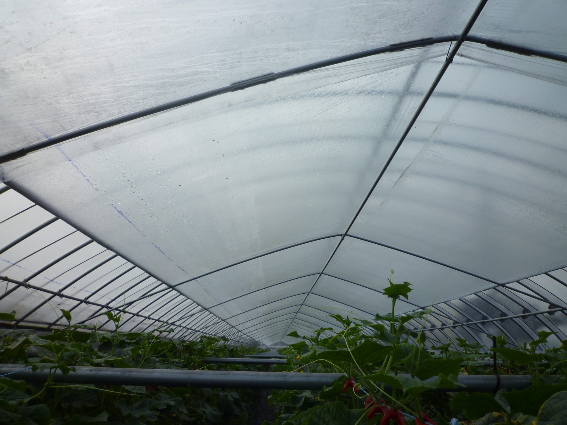 スカイコート 厚み0.1mm 幅135cm 長さ50m 農POフィルム 外張り 内張り サイド 透明 防霧 防滴 タキロンシーアイ サT 北海道不可 個人宅配送不可 代引不可 タフサイド 厚み0.1mm 幅135cm 長さ100m 原反 農PO サイド用 スソ張り