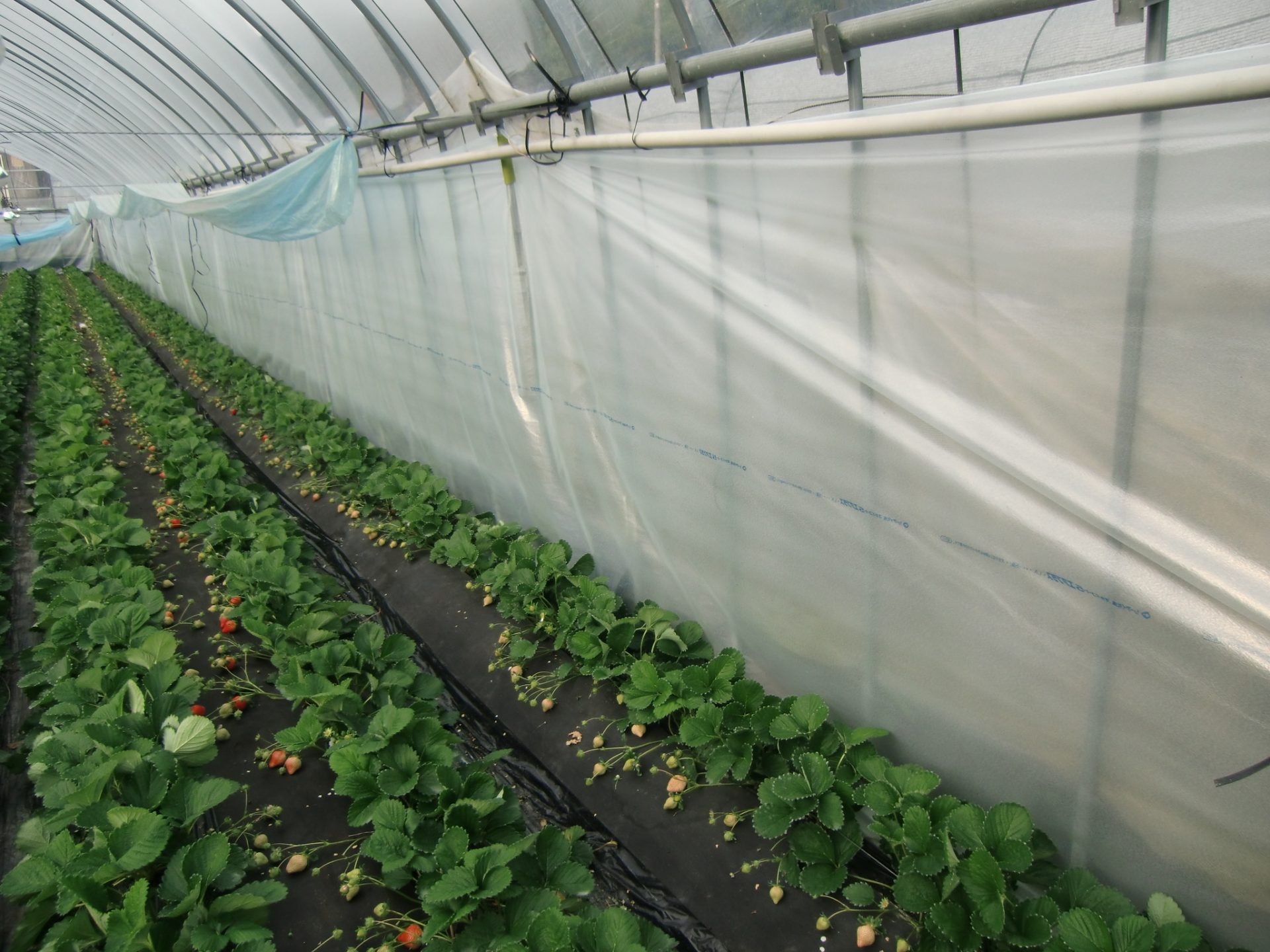 スカイコート エアプラス - タキロンシーアイ アグリ事業部製品サイト