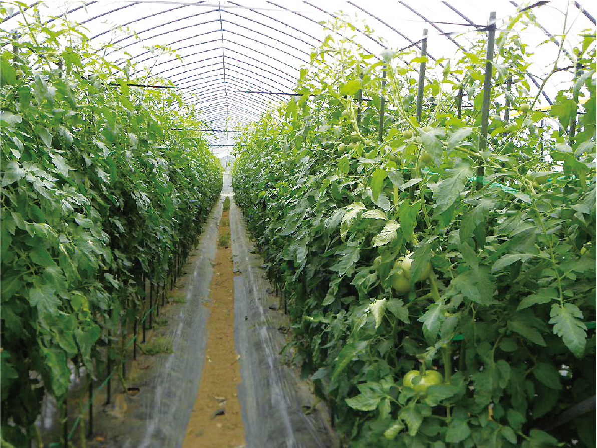 POフィルム　クリンテート0.1-135-100m FF-1-1024x612.png